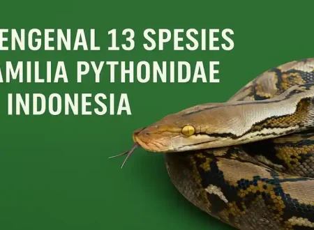 ular piton, ular sanca, ular sawa, pythonidae