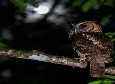 Enggano Scops owl, Otus enganensis