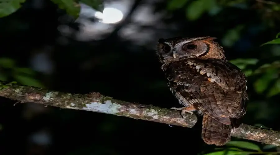 Enggano Scops owl, Otus enganensis