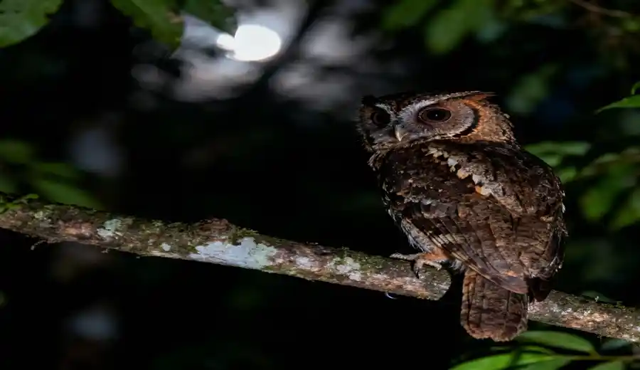 Enggano Scops owl, Otus enganensis