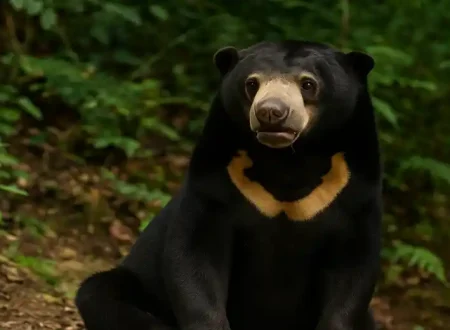 beruang madu, Helarctos malayanus, satwa dilindungi, konflik manusia satwa, TNKS Bengkulu, konservasi beruang madu