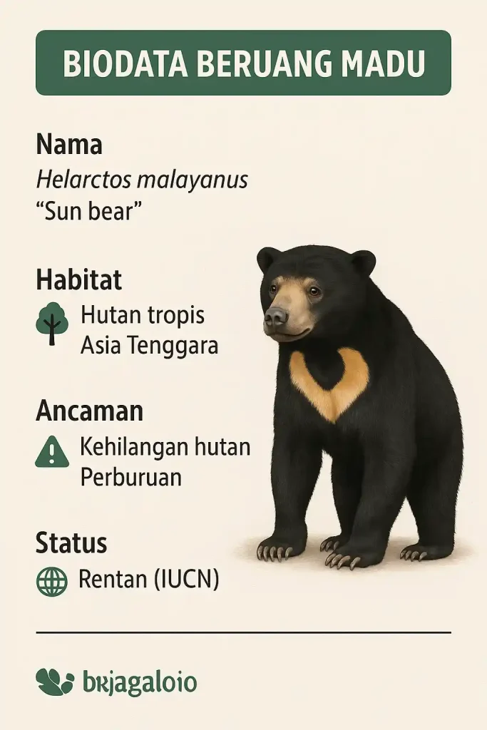 biodata Beruang Madu